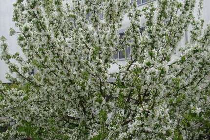 Wohnung zum Kaufen in Riedstadt 319.000 € 103 m² 3 zimmer