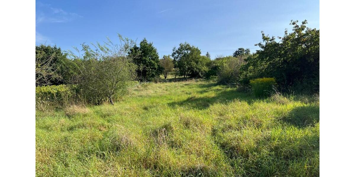 Grundstück Ingelheim am Rhein - 50&euro; | Angebot:20808490