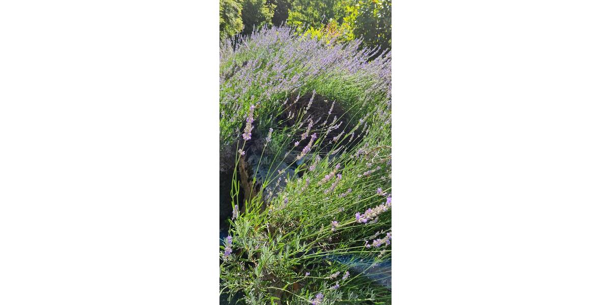 Traum Wohnung am Lac d'Annecy 3 zimmer