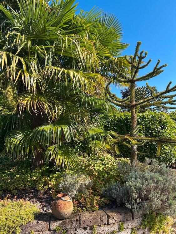 Haus mit Garten zimmer