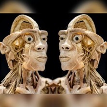 Ausstellung ECHTE KÖRPER 03.05.2026 Mainzer Bürgerhäuser