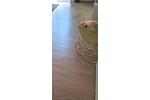 Erdgeschoßwohnung Wiesbaden Biebrich - 2 Zimmer, 67 m&sup2;, 264.500&euro; | Angebot:26592727