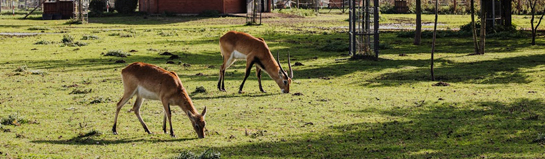 Wild- und Freizeitpark Klotten
