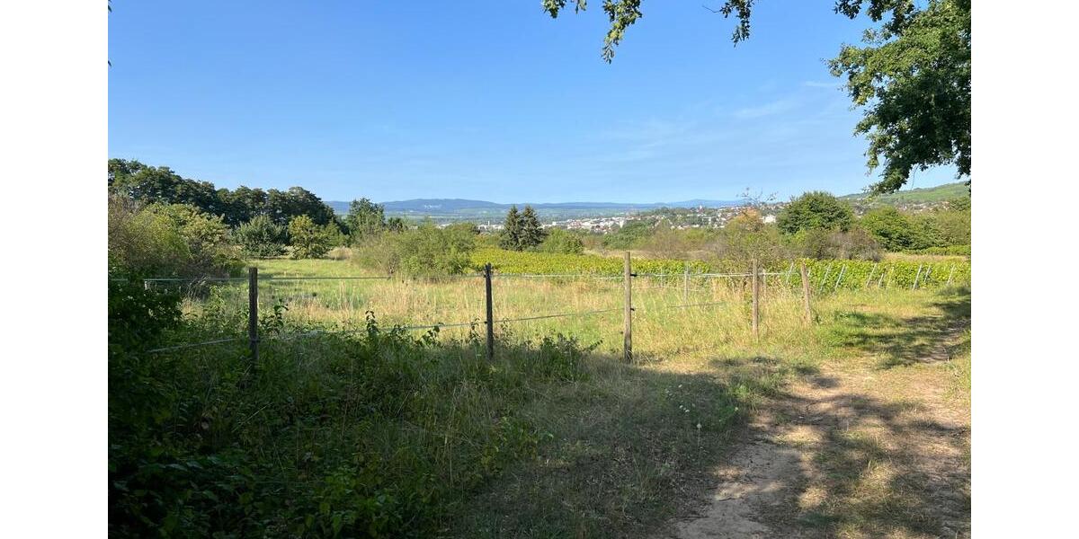 Grundstück Ingelheim am Rhein - 50&euro; | Angebot:20808490