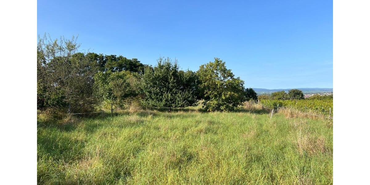 Grundstück Ingelheim am Rhein - 50&euro; | Angebot:20808490
