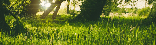 Natur und Ausflugsziele rund um Wiesbaden