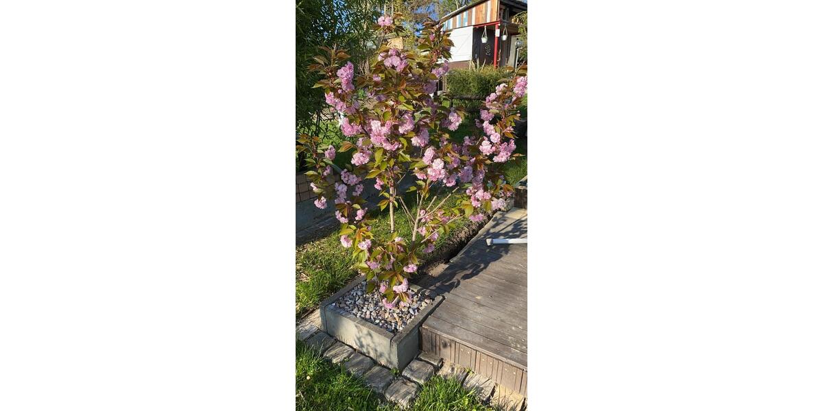 Grundstück Wiesbaden Schierstein - 329&euro; | Angebot:19851988