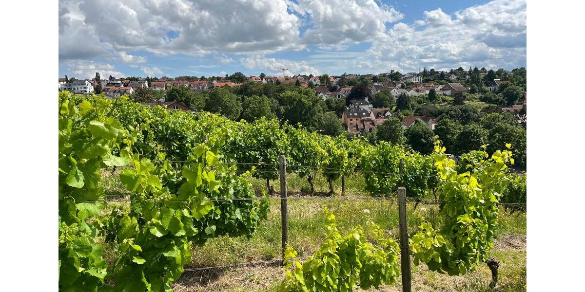 Hochparterre Ingelheim am Rhein Wackernheim - 2 Zimmer, 65 m&sup2;, 249.000&euro; | Angebot:26840319
