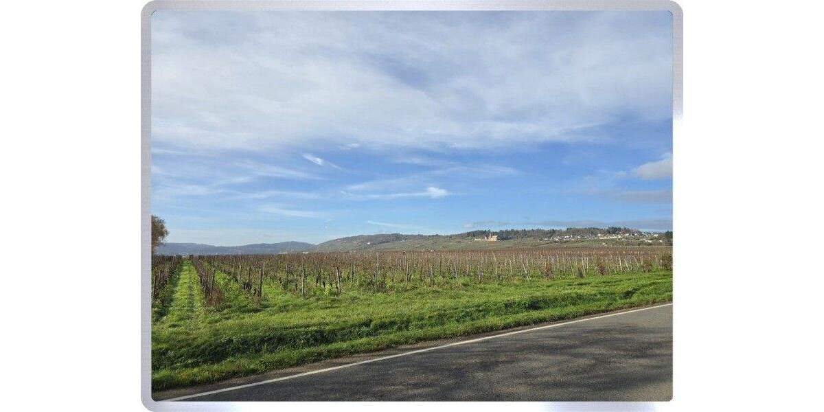 * Geisenheim: 925 m² Baugrundstück in toller Randlage * zimmer