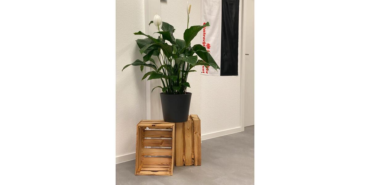 Wir erweitern: abschließbare Einzelbüros ab 15.02.2026 verfügbar zimmer