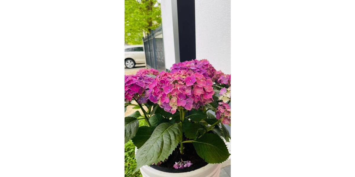 Einfamilienhaus Mainz Mombach - 5 Zimmer, 250 m&sup2;, 1.000.000&euro; | Angebot:25306124