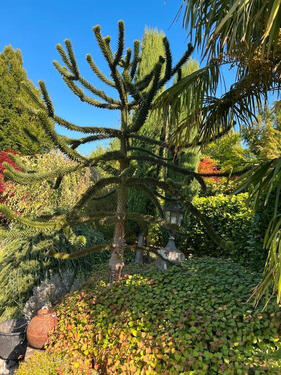 Haus mit Garten zimmer