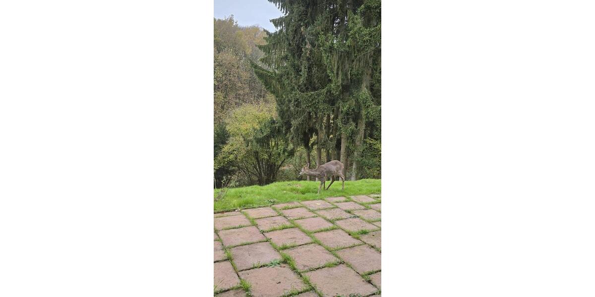 Einfamilienhaus Bad Soden am Taunus - 4 Zimmer, 90 m&sup2;, 800&euro; | Angebot:25337684