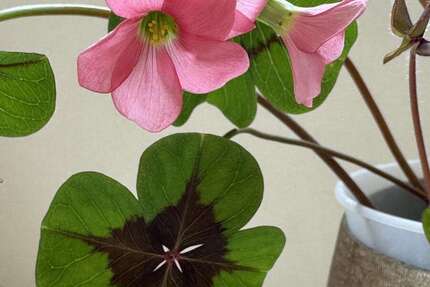 Grundstück Frankfurt / Griesheim Griesheim - 799.000&euro; | Angebot:24951755