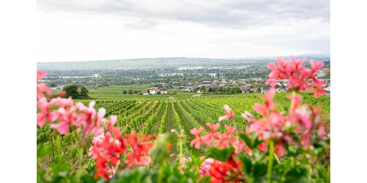 Mehrfamilienhaus, Wohnhaus Rüdesheim am Rhein - 14 Zimmer, 316 m&sup2;, 1.350.000&euro; | Angebot:24864526