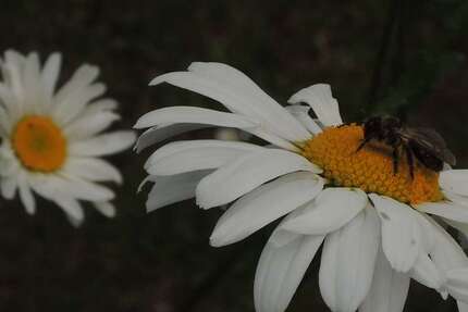 Grundstück zu verkaufen in Niedernhausen 255.000 € 364 m² zimmer