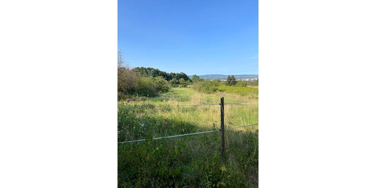 Grundstück Ingelheim am Rhein - 50&euro; | Angebot:20808490
