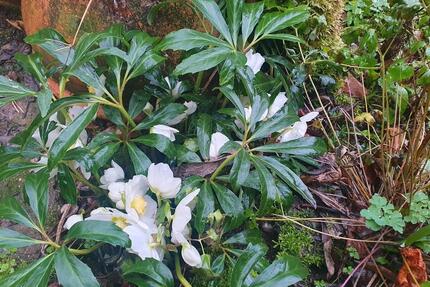 Wohnung Wiesbaden Nordost - 1 Zimmer, 12 m&sup2;, 370&euro; | Angebot:24694107