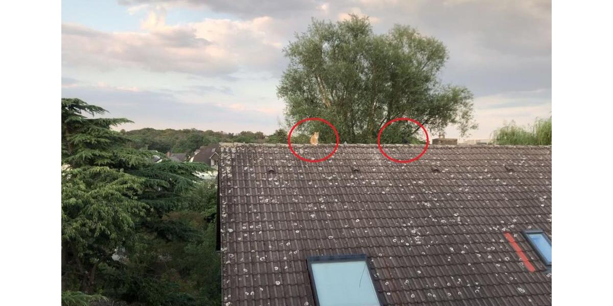 Provisionsfrei 2ZKB DG Wohnung in 65428 Rüsselsheim 2 zimmer