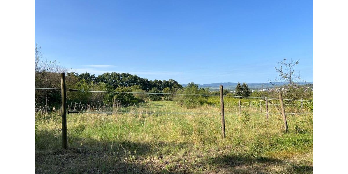 Grundstück Ingelheim am Rhein - 50&euro; | Angebot:20808490