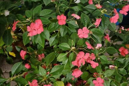 WG Wohnung in Groß Gerau 2 zimmer