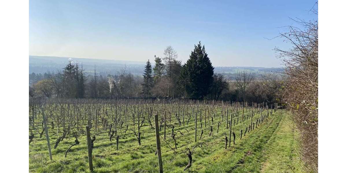 Grundstück zu verkaufen in Wiesbaden Schierstein 99.000 € 1052 m² zimmer